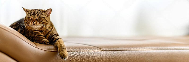 Magical Cleaning is a professional upholstery cleaning