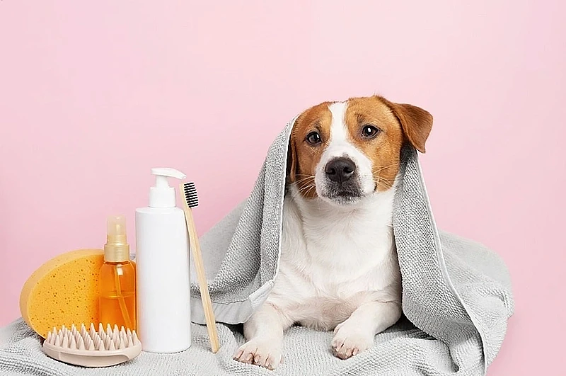 Protecting Families and Pets