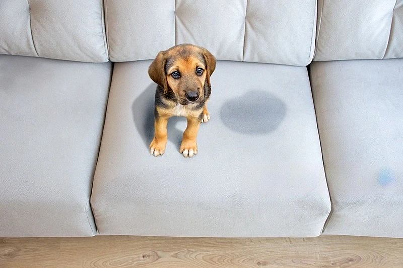 Why People Attempt to Clean Furniture Themselves